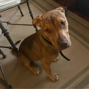 Meet your Posher, Mikey